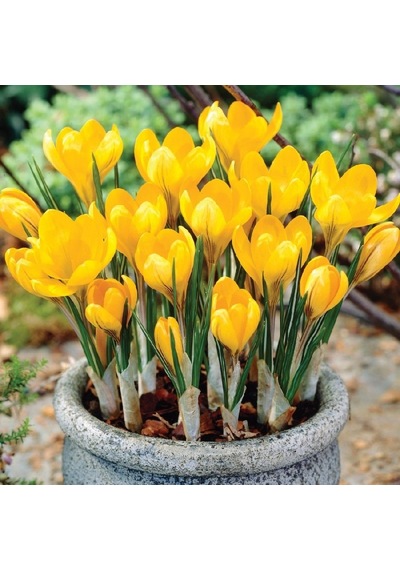 Büyüleyici Dorothy Yellow Sarı Çiğdem Soğanı 5 Adet