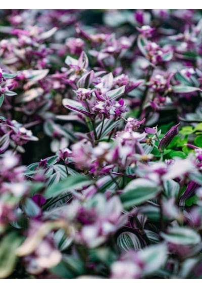Videolu Pembe Mini Telgraf Çiçeği 1 Adet Saksılı/ Tüplü 10-15cm Salon Bitkisi Tradescantia