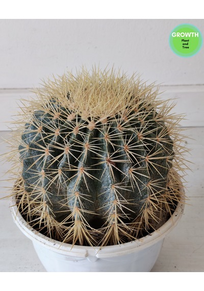 Echinocactus Grusonii Altın Fıçı Kaktüs 1 Adet