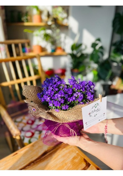 Campanula - Çan Çiçeği 20 Cm