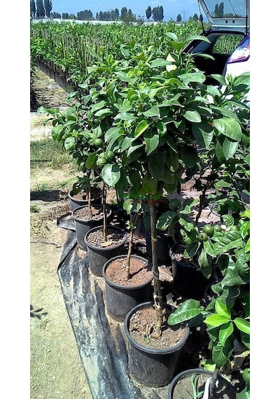 4 Yaş Aşılı Bergamot Fidan. Torbada