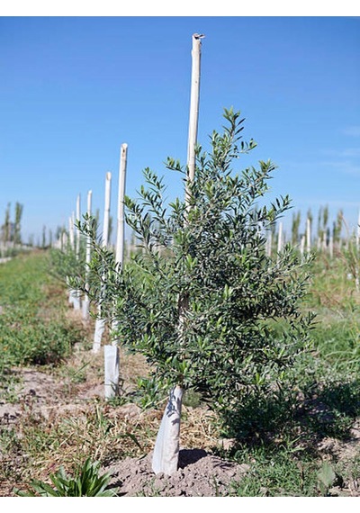 Videolu 1 Adet Trilya Zeytin Fidanı Yüksek Verimli 30-60 Cm Tüplü Dış Mekan Ağaçları Olive Tree