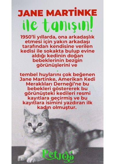Petjoo 5.Jane Martinke Yeşil-Kırmızı Qr'lı Kedi Künyesi