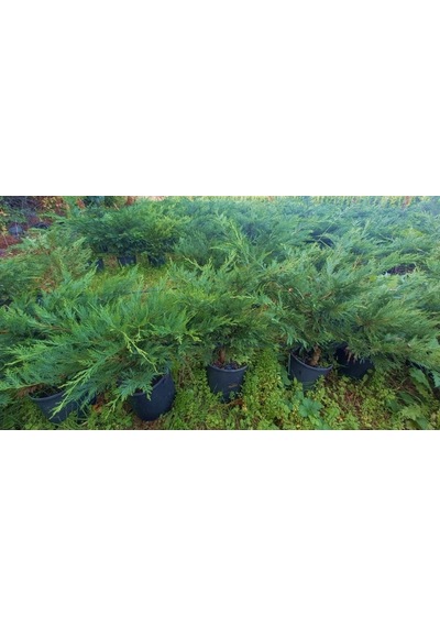 Yayılıcı Leylandi Cupressocyparis Leylandii Horizantelis 40-60 Cm