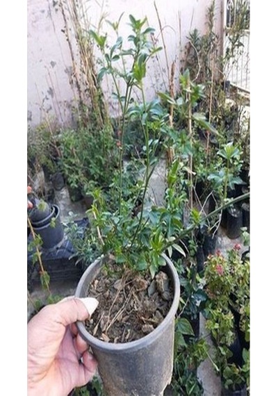 Jasminum Nudiflorum Çalı Yasemin Sarı Yasemin Fidanı 80-120 Cm