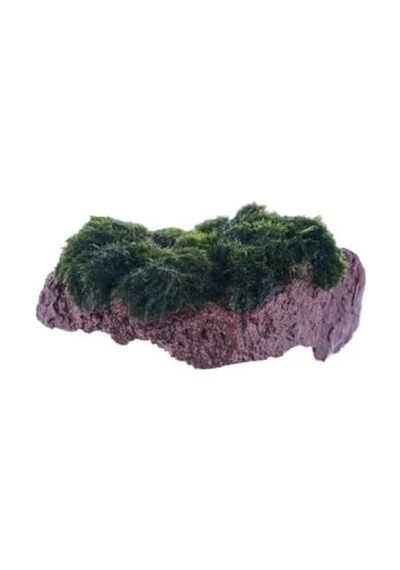 Marimo Moss Rock Canlı Bitki
