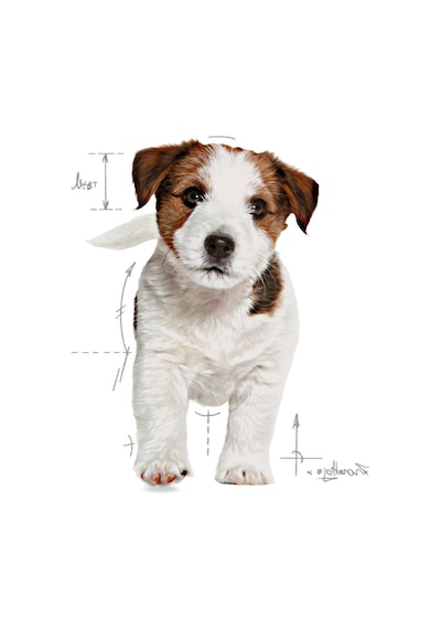 Royal Canin Mini Puppy  Junior Küçük Irk Yavru Köpek Maması 2 KG