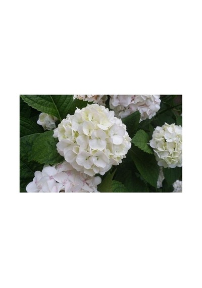 Beyaz Ortanca Çiçeği Fidanı 10-20 Cm