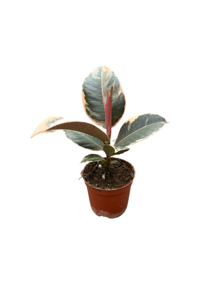 Ficus Elastica 'tineke' Kauçuk Çiçeği Ø10,5 Cm 20-25 Cm