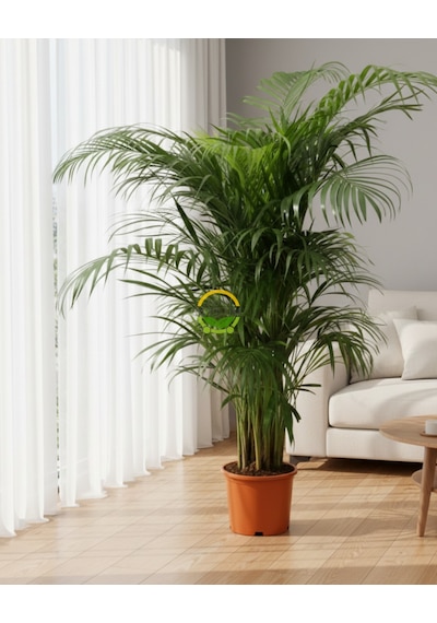Fidansepetim Areca Palmiyesi Bitkisi 120-140cm