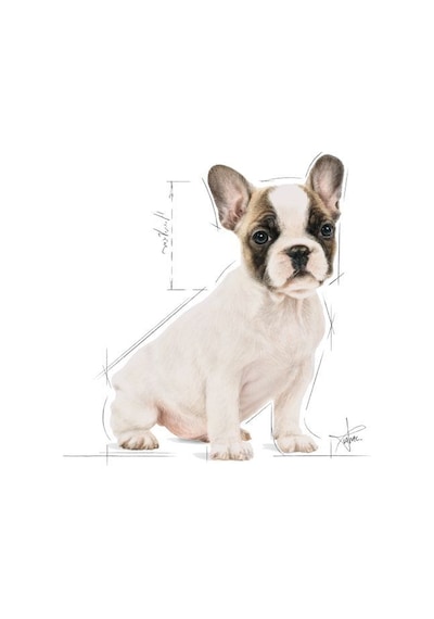 Royal Canin French Bulldog Junior Yavru Köpek Maması 3 KG