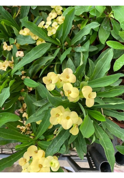 Sarı Renk Dikenler Tacı Çiçeği 1 Adet Saksılı 15-30cm Yellow Euphorbia Milii