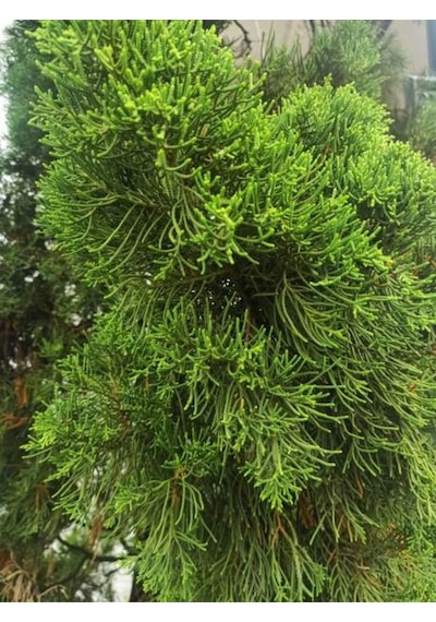 Videolu Kokulu Limoni Selvi Fidanı 10 Adet 40-60cm Saksılı Lemon Cypress Sapling