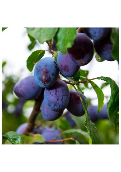 Mürdüm Eriği Fidanı " Prunus Domestica L. " 2 Yaşında Tüplü