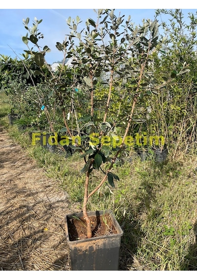 4 Yaş Feijoa Fidanı Kaymak Ağacı-acca Sellowiana