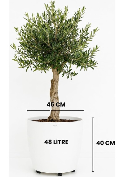 Beyaz Tekerlekli Saksı 48 Litre Büyük Saksı Geniş Hacimli Tekerlekli Saksı Beyaz 40 Cm Beyaz 001