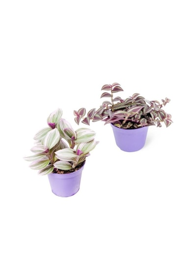 Tradescantia Nanouk & Zebrina Set 2 Adet Telgraf Çiçeği Fidanı