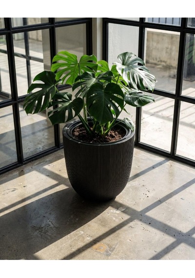 Omnipazar So-palm3 Palmiye Dekoratif Plastik Saksı İç Kovalı 30 Lt No: 3 Siyah