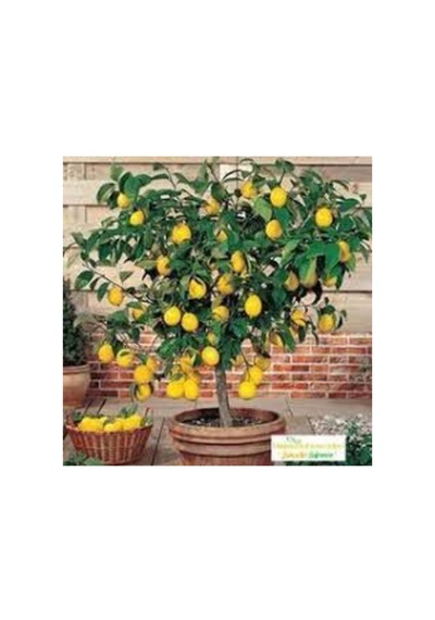 Bodur Bonsai Limon Ağacı Tohumu 10 Adet Tohum + Saksı Toprak