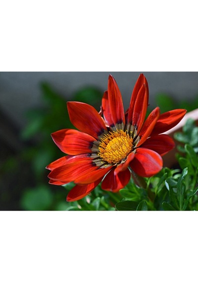 Videolu 10'lu Kırmızı Gazanya Koyun Gözü Çiçeği Fidanı 15-35 Cm Tüplü Çiçekli Bodur Bitkiler Gazania
