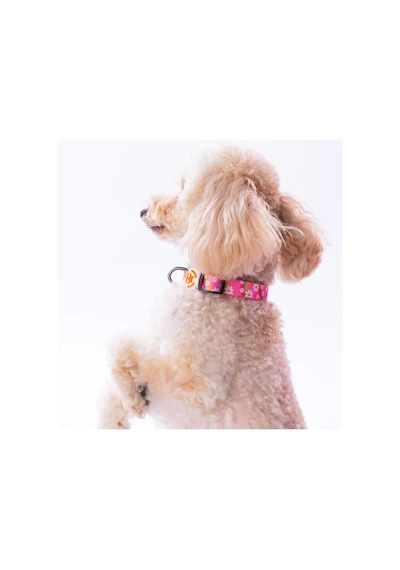 Pawstar Daisy Boyun Tasması M Boyun Çevresi: 32 Cm X 48 Cm Çok Renkli
