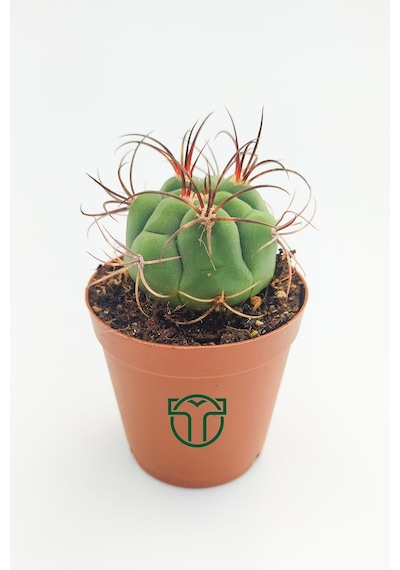 Gymnocalycium Marquezii 5.5 Cm Saksıda