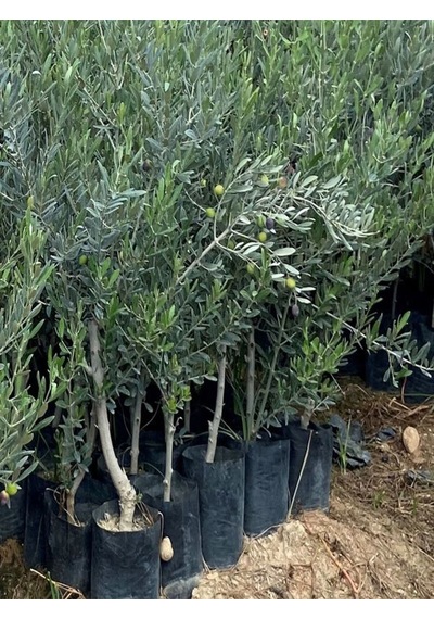 Videolu Gemlik Zeytin Fidanı Fidesi 1 Adet 1. Kalite 80-150 Cm Saksılı\tüplü Olive Sapling