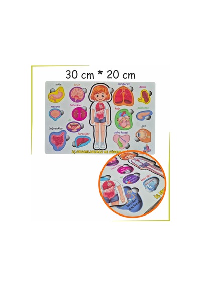 Bedenimi Öğreniyorum İç Organlarımız Ve Görevleri Puzzle Bul - Tak
