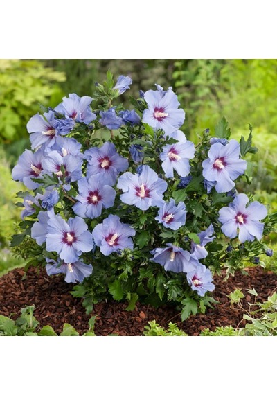 Mor Hint Gülü Hibiskus 60 - 90 Cm - Tüplü