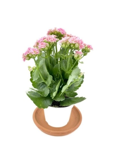 Kalanchoe Kalanşo Çiçeği Fidanı Pembe 10-20 Cm