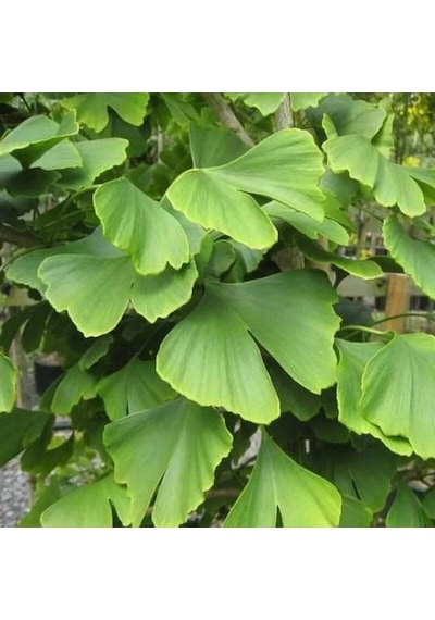 Tüplü Soğuklara Dayanıklı Şifalı Mabet Ağacı Ginkgo Biloba Fidanı