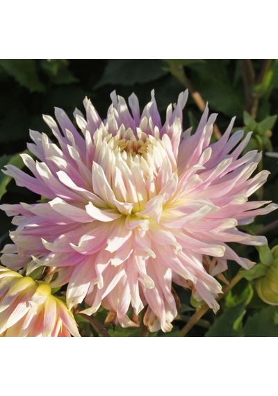 Baby Pink Kiev Dev Çiçekli Dahlia Yıldız Yumrusu (1 adet)
