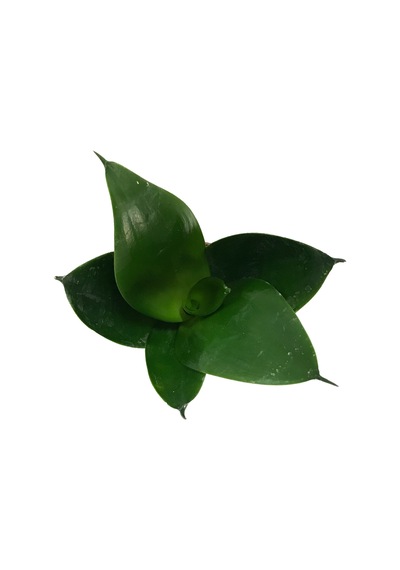Sansevieria Jade Paşa Kılıcı Ø5,5 Cm H10-15 Cm