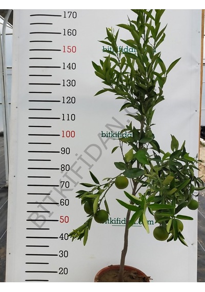 4 Yaş Orri Mandalina Fidanı