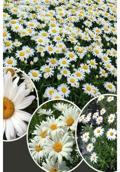 Papatya Tohumu Anthemis