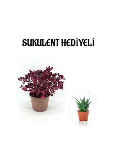Sevgililer Gününe Özel Çingene Şalvarı İresine Herbtis Bitkisi Sukulent Hediyeli