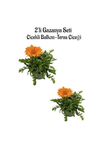 Turuncu Renk Gazanya Çiçeği 2 Adet Saksılı 10-20cm Balkon/teras Çiçeği