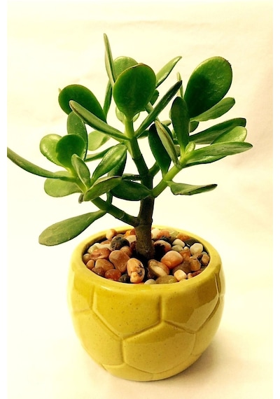 Para Çiçeği 15 - 20 Mini Cm Crassula Ovata Para Ağacı