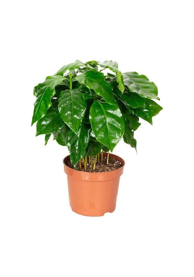 Arabica Coffee Kahve Fidanı. Saksıda