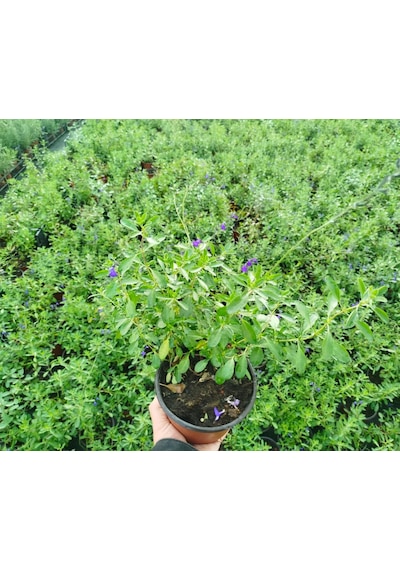 Mavi Süs Adaçayı 3 Adet - Salvia Microphylla Blue Monrovia
