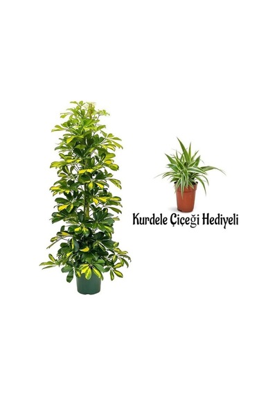 Videolu Alacalı Şeflera Bitkisi 80-120cm 1 Adet Saksılı Kurdele Çiçeği Hediyeli İç Mekan Bitkisi