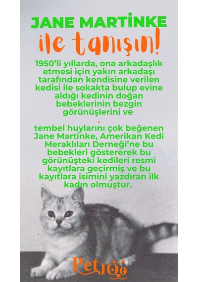 Petjoo 5.Jane Martinke Turuncu-Yeşil Qr'lı Kedi Künyesi