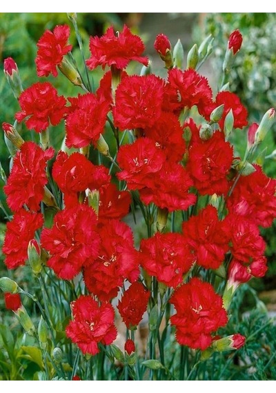 Canlı Kırmızı 1 Adet Karanfil Çiçeği Fidanı 40-60cm Saksılı Carnation Flower