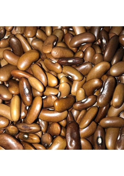 Geleneksel Ata Tohumları Magnum Oturak Fasulye Tohumu 10 Tohum
