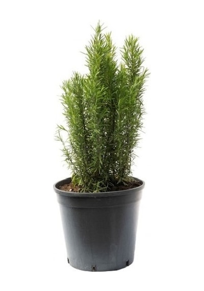 Saksıda Biberiye Fidanı 20-30 cm