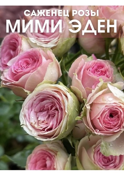 Dream Roses Mimmi Eden Gül Fidesi 159488808