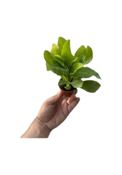 Eubhorbia Şeker Pembe Taç Çiçeği En Dayanıklı Çiçek 15cm Mini Boy /şuan Çiçeksizdir