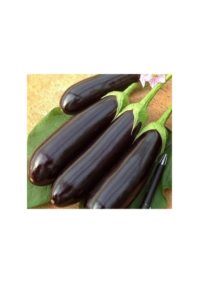 Aydın Siyah Patlıcan Tohumu - 5 Gram