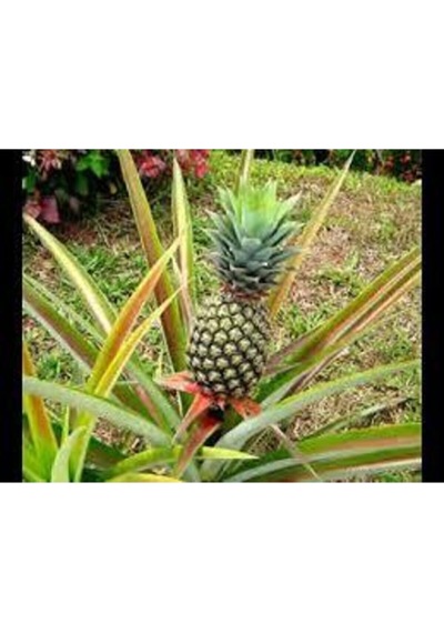 Ananas Meyve Ananas Tohumu 10 Adet..