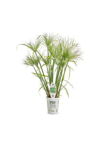 Japon Şemsiyesi Çiçeği Cyperus Alternifolius Saksılı 50 - 70 Cm